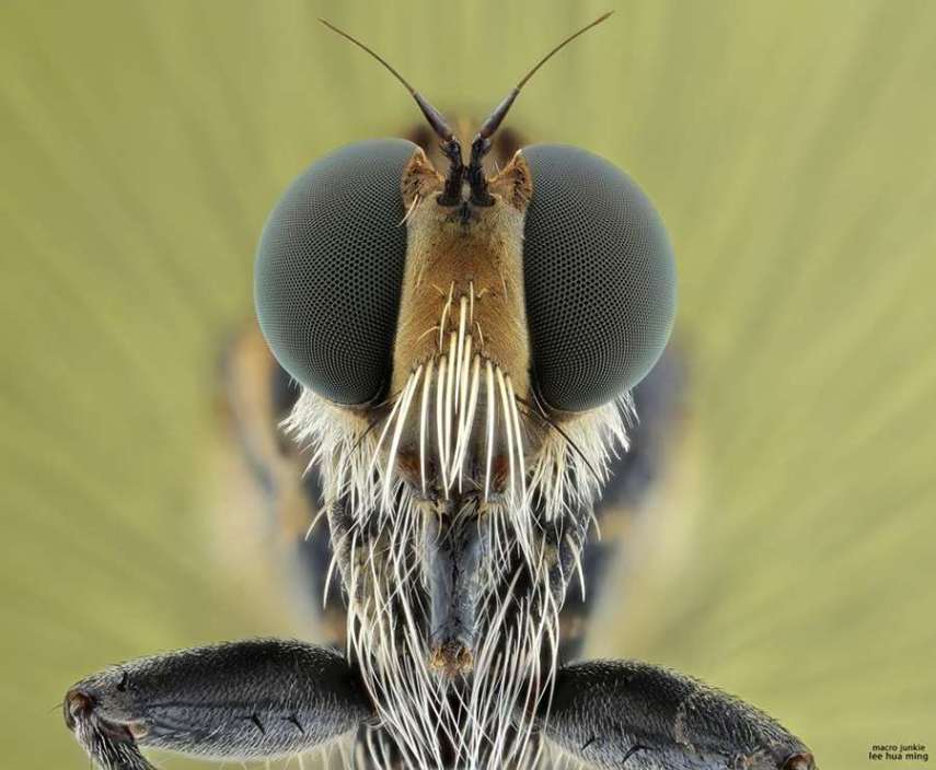 Lee Hua Ming é um fotógrafo malaio especializado em fotografias com lentes macro. Munido de sua lente 100mm e suas câmeras Canon 6D e 7D, ele registra closes incríveis de insetos e posta para o deleite de seus seguidores no Facebook.  Em seu perfil no site de fotógrafos 500px, ele ocasionalmente mostra algumas paisagens, mas a predominância do registro dos insetos é notável. Ming faz composições interessantes dos bichinhos transformando-os em monstros aterrorizantes.