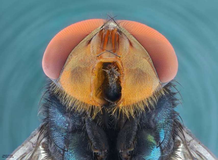 Lee Hua Ming é um fotógrafo malaio especializado em fotografias com lentes macro. Munido de sua lente 100mm e suas câmeras Canon 6D e 7D, ele registra closes incríveis de insetos e posta para o deleite de seus seguidores no Facebook.  Em seu perfil no site de fotógrafos 500px, ele ocasionalmente mostra algumas paisagens, mas a predominância do registro dos insetos é notável. Ming faz composições interessantes dos bichinhos transformando-os em monstros aterrorizantes.