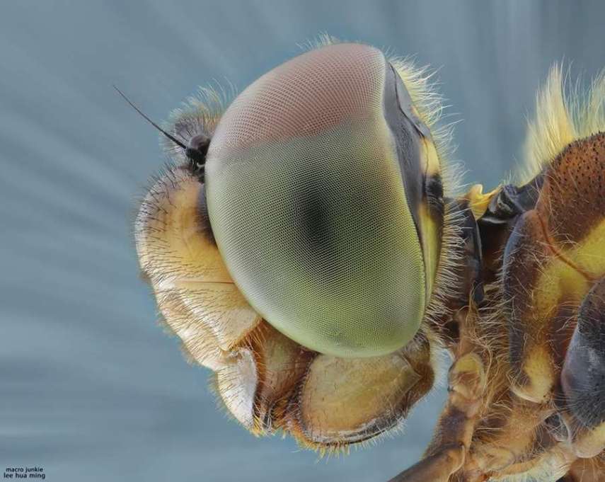 Lee Hua Ming é um fotógrafo malaio especializado em fotografias com lentes macro. Munido de sua lente 100mm e suas câmeras Canon 6D e 7D, ele registra closes incríveis de insetos e posta para o deleite de seus seguidores no Facebook.  Em seu perfil no site de fotógrafos 500px, ele ocasionalmente mostra algumas paisagens, mas a predominância do registro dos insetos é notável. Ming faz composições interessantes dos bichinhos transformando-os em monstros aterrorizantes.