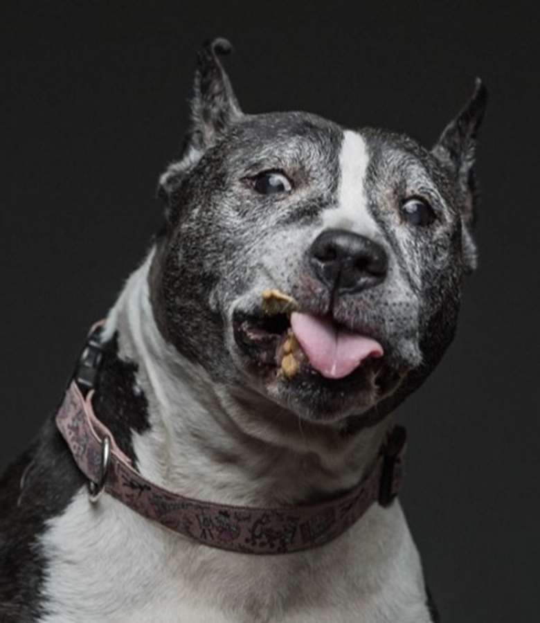 O fotógrafo americano Greg Murray teve uma ideia fofa: fazer uma série fotográfica de cães experimentando pasta de amendoim pela primeira vez.  Em entrevista ao Daily Mail, Murray contou que a sacada surgiu quando ele tentava clicar o próprio cachorro que não parava quieto. O fotógrafo disse que ofereceu um pouco do alimento para o bichinho e, enquanto o Mastiff degustava o creme grudento, conseguiu registrar uma de suas fotos favoritas do melhor amigo.  Greg Murray já fotografou cerca de 50 cães para o trabalho intitulado 'For The Love Of Peanut Butter' e, futuramente, pretende lançar um livro com caretas divertidas de 80 peludos.