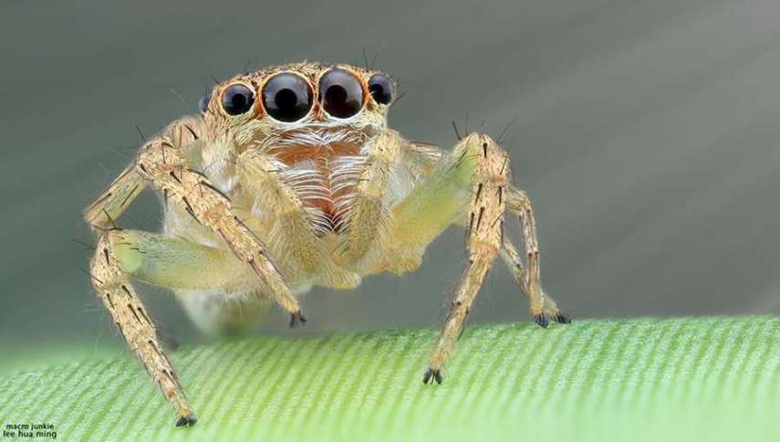 Lee Hua Ming é um fotógrafo malaio especializado em fotografias com lentes macro. Munido de sua lente 100mm e suas câmeras Canon 6D e 7D, ele registra closes incríveis de insetos e posta para o deleite de seus seguidores no Facebook.  Em seu perfil no site de fotógrafos 500px, ele ocasionalmente mostra algumas paisagens, mas a predominância do registro dos insetos é notável. Ming faz composições interessantes dos bichinhos transformando-os em monstros aterrorizantes.