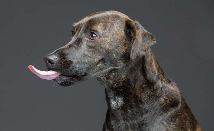 O fotógrafo americano Greg Murray teve uma ideia fofa: fazer uma série fotográfica de cães experimentando pasta de amendoim pela primeira vez.  Em entrevista ao Daily Mail, Murray contou que a sacada surgiu quando ele tentava clicar o próprio cachorro que não parava quieto. O fotógrafo disse que ofereceu um pouco do alimento para o bichinho e, enquanto o Mastiff degustava o creme grudento, conseguiu registrar uma de suas fotos favoritas do melhor amigo.  Greg Murray já fotografou cerca de 50 cães para o trabalho intitulado 'For The Love Of Peanut Butter' e, futuramente, pretende lançar um livro com caretas divertidas de 80 peludos.