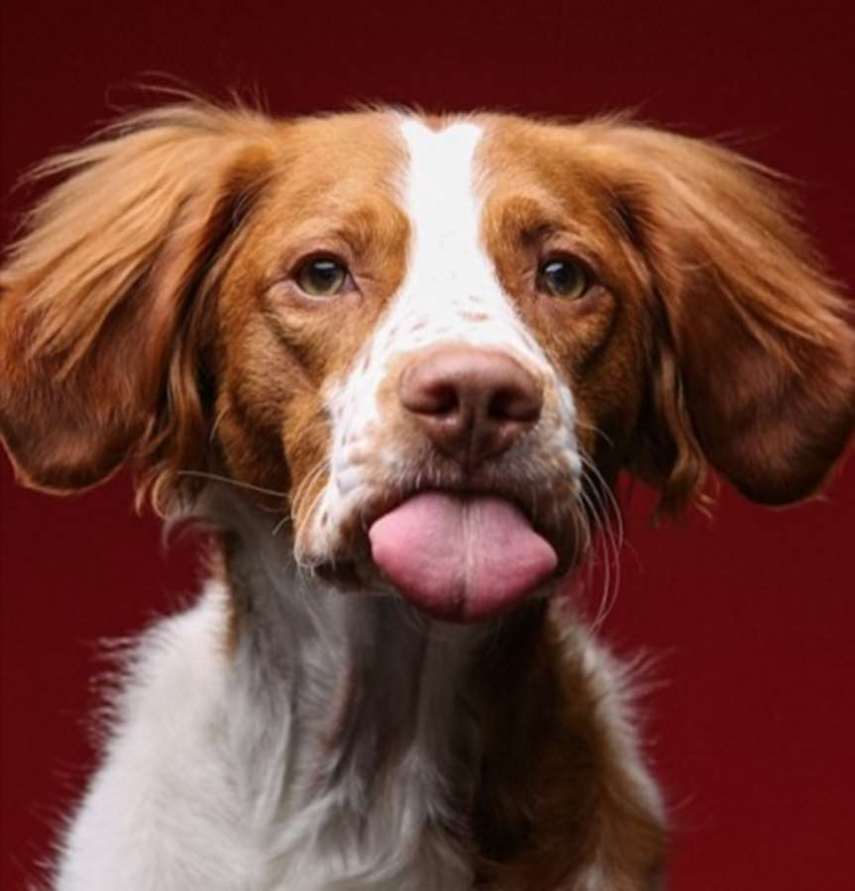 O fotógrafo americano Greg Murray teve uma ideia fofa: fazer uma série fotográfica de cães experimentando pasta de amendoim pela primeira vez.  Em entrevista ao Daily Mail, Murray contou que a sacada surgiu quando ele tentava clicar o próprio cachorro que não parava quieto. O fotógrafo disse que ofereceu um pouco do alimento para o bichinho e, enquanto o Mastiff degustava o creme grudento, conseguiu registrar uma de suas fotos favoritas do melhor amigo.  Greg Murray já fotografou cerca de 50 cães para o trabalho intitulado 'For The Love Of Peanut Butter' e, futuramente, pretende lançar um livro com caretas divertidas de 80 peludos.