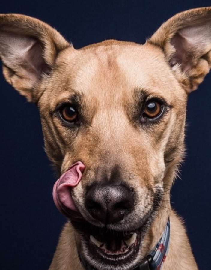 O fotógrafo americano Greg Murray teve uma ideia fofa: fazer uma série fotográfica de cães experimentando pasta de amendoim pela primeira vez.  Em entrevista ao Daily Mail, Murray contou que a sacada surgiu quando ele tentava clicar o próprio cachorro que não parava quieto. O fotógrafo disse que ofereceu um pouco do alimento para o bichinho e, enquanto o Mastiff degustava o creme grudento, conseguiu registrar uma de suas fotos favoritas do melhor amigo.  Greg Murray já fotografou cerca de 50 cães para o trabalho intitulado 'For The Love Of Peanut Butter' e, futuramente, pretende lançar um livro com caretas divertidas de 80 peludos.