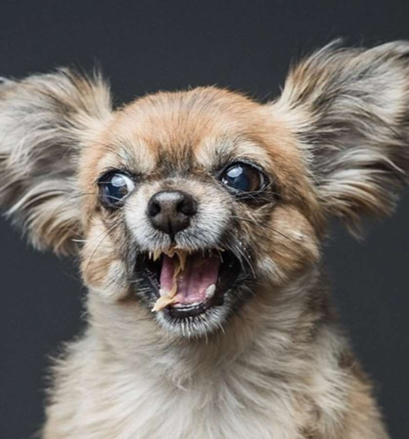 O fotógrafo americano Greg Murray teve uma ideia fofa: fazer uma série fotográfica de cães experimentando pasta de amendoim pela primeira vez.  Em entrevista ao Daily Mail, Murray contou que a sacada surgiu quando ele tentava clicar o próprio cachorro que não parava quieto. O fotógrafo disse que ofereceu um pouco do alimento para o bichinho e, enquanto o Mastiff degustava o creme grudento, conseguiu registrar uma de suas fotos favoritas do melhor amigo.  Greg Murray já fotografou cerca de 50 cães para o trabalho intitulado 'For The Love Of Peanut Butter' e, futuramente, pretende lançar um livro com caretas divertidas de 80 peludos.