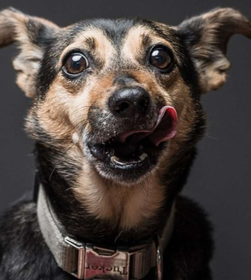 O fotógrafo americano Greg Murray teve uma ideia fofa: fazer uma série fotográfica de cães experimentando pasta de amendoim pela primeira vez.  Em entrevista ao Daily Mail, Murray contou que a sacada surgiu quando ele tentava clicar o próprio cachorro que não parava quieto. O fotógrafo disse que ofereceu um pouco do alimento para o bichinho e, enquanto o Mastiff degustava o creme grudento, conseguiu registrar uma de suas fotos favoritas do melhor amigo.  Greg Murray já fotografou cerca de 50 cães para o trabalho intitulado 'For The Love Of Peanut Butter' e, futuramente, pretende lançar um livro com caretas divertidas de 80 peludos.