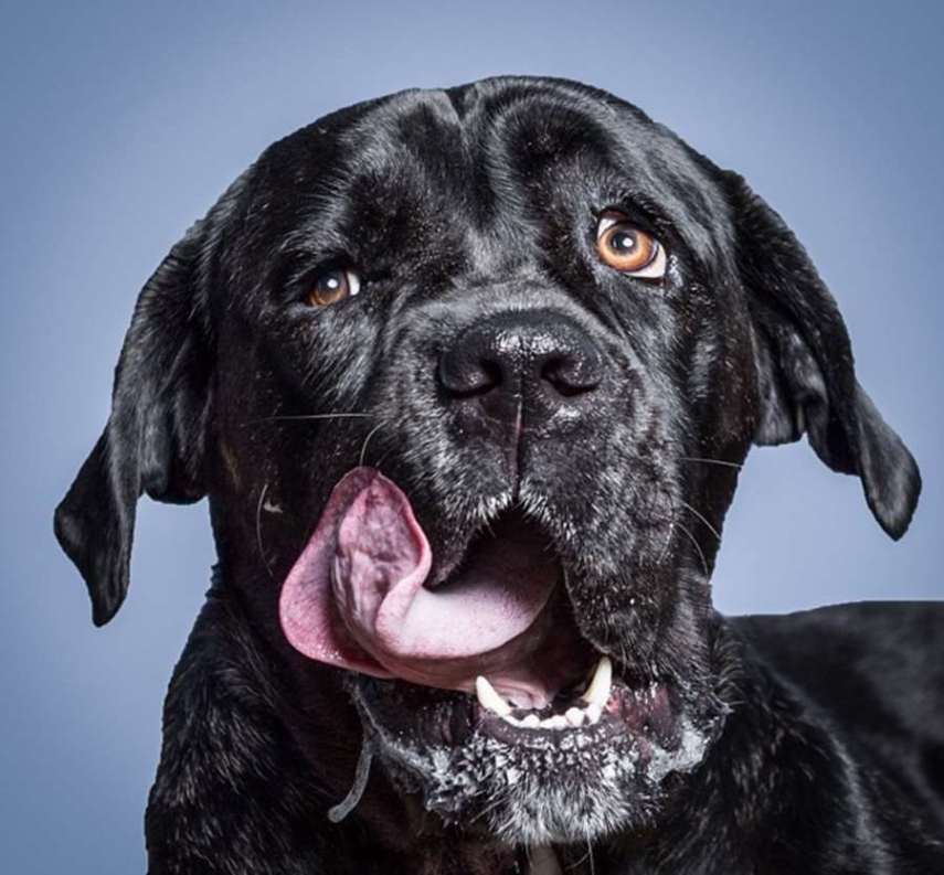 O fotógrafo americano Greg Murray teve uma ideia fofa: fazer uma série fotográfica de cães experimentando pasta de amendoim pela primeira vez.  Em entrevista ao Daily Mail, Murray contou que a sacada surgiu quando ele tentava clicar o próprio cachorro que não parava quieto. O fotógrafo disse que ofereceu um pouco do alimento para o bichinho e, enquanto o Mastiff degustava o creme grudento, conseguiu registrar uma de suas fotos favoritas do melhor amigo.  Greg Murray já fotografou cerca de 50 cães para o trabalho intitulado 'For The Love Of Peanut Butter' e, futuramente, pretende lançar um livro com caretas divertidas de 80 peludos.