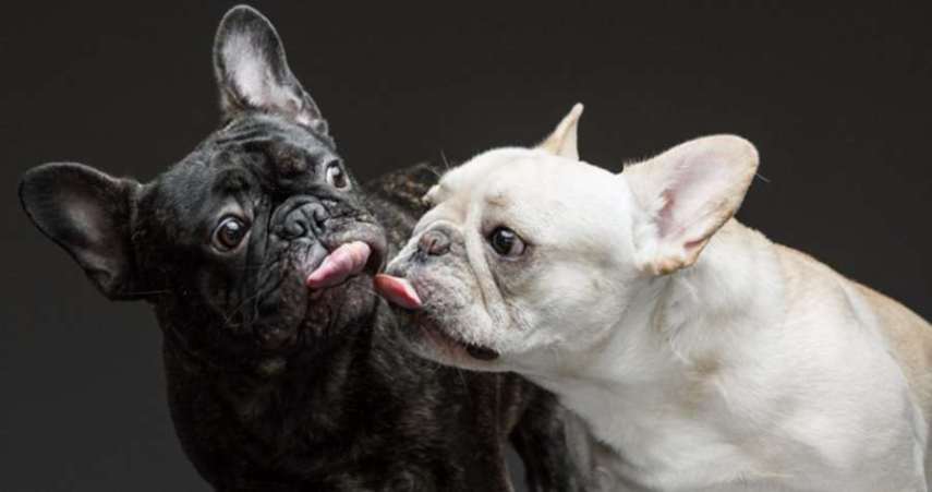 O fotógrafo americano Greg Murray teve uma ideia fofa: fazer uma série fotográfica de cães experimentando pasta de amendoim pela primeira vez.  Em entrevista ao Daily Mail, Murray contou que a sacada surgiu quando ele tentava clicar o próprio cachorro que não parava quieto. O fotógrafo disse que ofereceu um pouco do alimento para o bichinho e, enquanto o Mastiff degustava o creme grudento, conseguiu registrar uma de suas fotos favoritas do melhor amigo.  Greg Murray já fotografou cerca de 50 cães para o trabalho intitulado 'For The Love Of Peanut Butter' e, futuramente, pretende lançar um livro com caretas divertidas de 80 peludos.