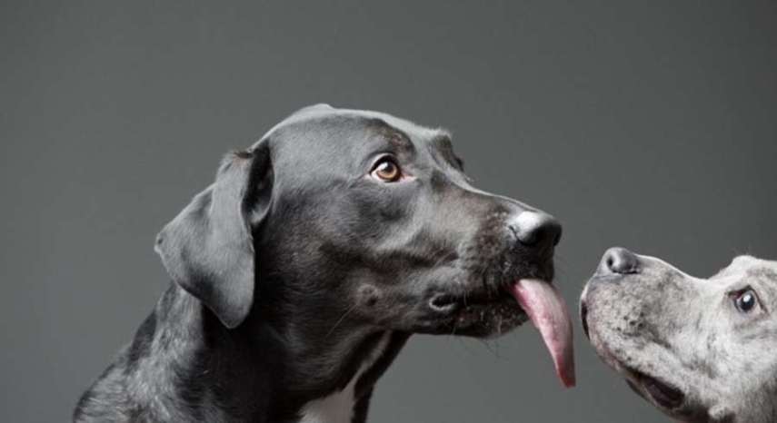 O fotógrafo americano Greg Murray teve uma ideia fofa: fazer uma série fotográfica de cães experimentando pasta de amendoim pela primeira vez.  Em entrevista ao Daily Mail, Murray contou que a sacada surgiu quando ele tentava clicar o próprio cachorro que não parava quieto. O fotógrafo disse que ofereceu um pouco do alimento para o bichinho e, enquanto o Mastiff degustava o creme grudento, conseguiu registrar uma de suas fotos favoritas do melhor amigo.  Greg Murray já fotografou cerca de 50 cães para o trabalho intitulado 'For The Love Of Peanut Butter' e, futuramente, pretende lançar um livro com caretas divertidas de 80 peludos.