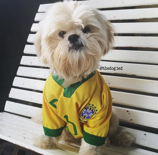 Cachorros de verde e amarelo nas redes sociais