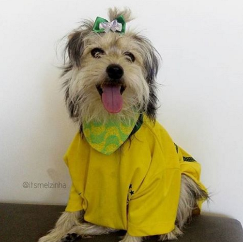 Cachorros de verde e amarelo nas redes sociais