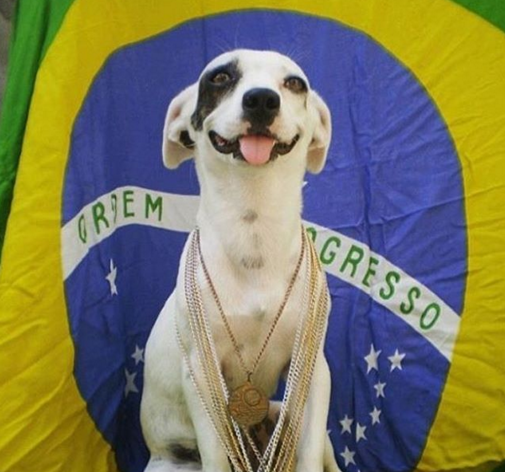 Cachorros de verde e amarelo nas redes sociais