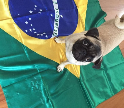 Cachorros de verde e amarelo nas redes sociais