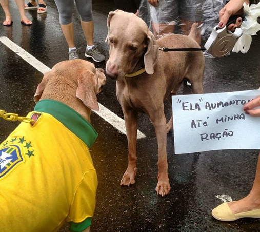 Cachorros de verde e amarelo nas redes sociais