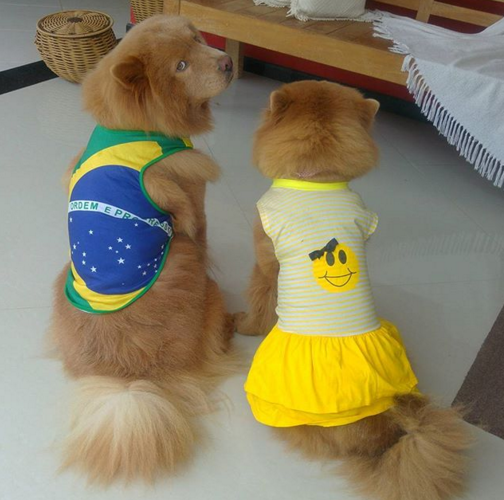 Cachorros de verde e amarelo nas redes sociais