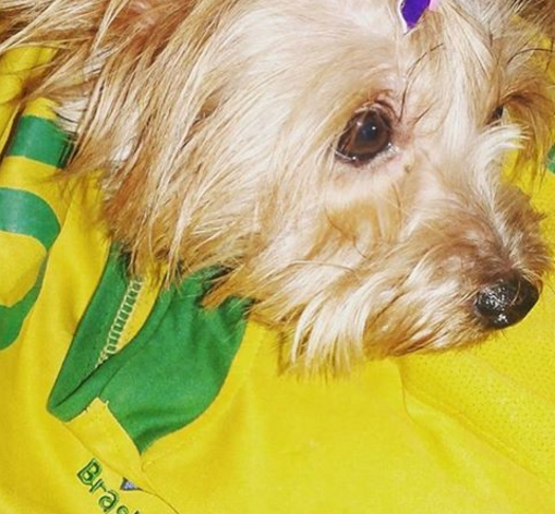 Cachorros de verde e amarelo nas redes sociais