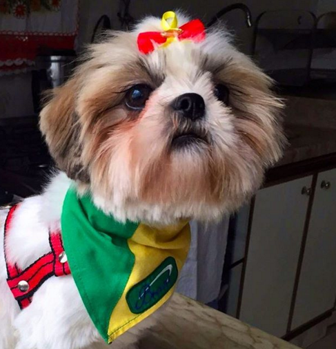 Cachorros de verde e amarelo nas redes sociais