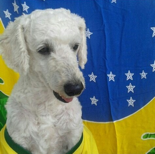 Cachorros de verde e amarelo nas redes sociais