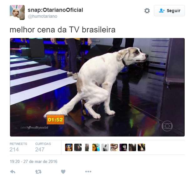 O Domingão do Faustão, da TV Globo, mostrou nesse domingo o quadro Cachorrada e a Criançada. O segmento é simples: crianças ensinam truques ao seus bichinhos e estimação, que os reproduzem ao vivo no palco. Reunindo dois dos elementos mais imprevisíveis do mundo - cães e crianças -, o programa tinha tudo para ter alguma gafe ao vivo, o que pareceu divertir mais o apresentador do que os truques bem executados.  O ápice da atração com certeza veio com a jovem adestradora Luana Mábile e seu cão, Guli, o maior personagem do domingo da TV brasileira. Depois de executar bem a primeira tarefa, o cãozinho se distraiu com os alimentos, colocados propositalmente entre as provas. Depois disso, ficou empolgado e saiu rodopiando pelo palco, até chegar próximo do apresentador, onde pausou sua agitação para soltar um cocô em rede nacional.  Enquanto Faustão se divertia e narrava a cena, a pobre menininha se desesperava sob os olhares das bailarinas enojadas. 