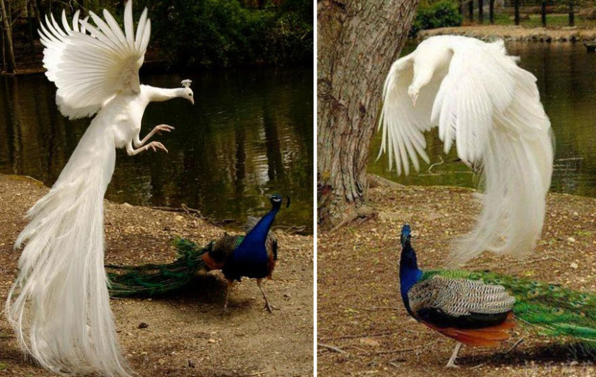 Fotógrafos mostram suas fotos de pavões durante o voo