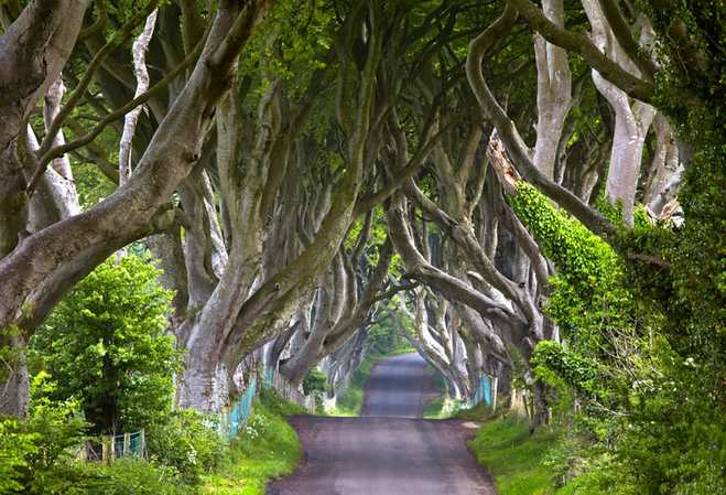 Apesar de nada segura na série, o local que serve de locação para a cidade fictícia de Kingsroad é lindo, tranquilo e aberto ao público em Dark Hedges, na Irlanda do Norte. Uma curiosidade: as árvores foram plantadas ao longo de toda a avenida no século 18 a pedido da família real britânica
