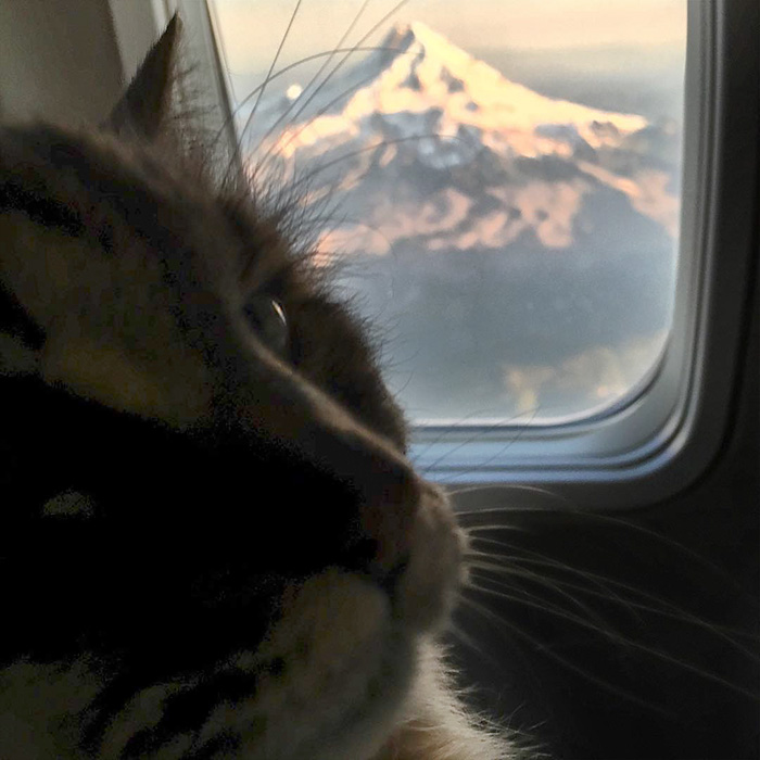 Corduroy, o gato mais velho do mundo