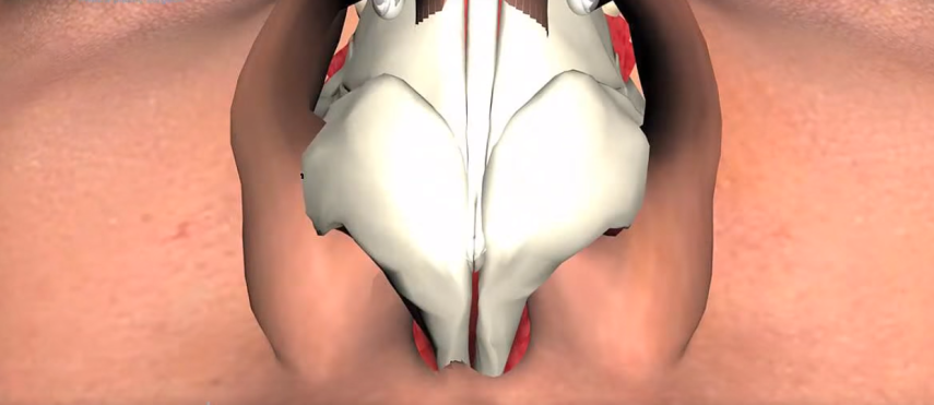 Na sala de cirurgia: “hoje em dia é muito realizada a rinoplastia de estruturação, você não só tira tecido, mas remodela, usa enxerto, pode pegar tecido do septo, levantar a ponta, entre outras coisas”, acrescentou Colaneri