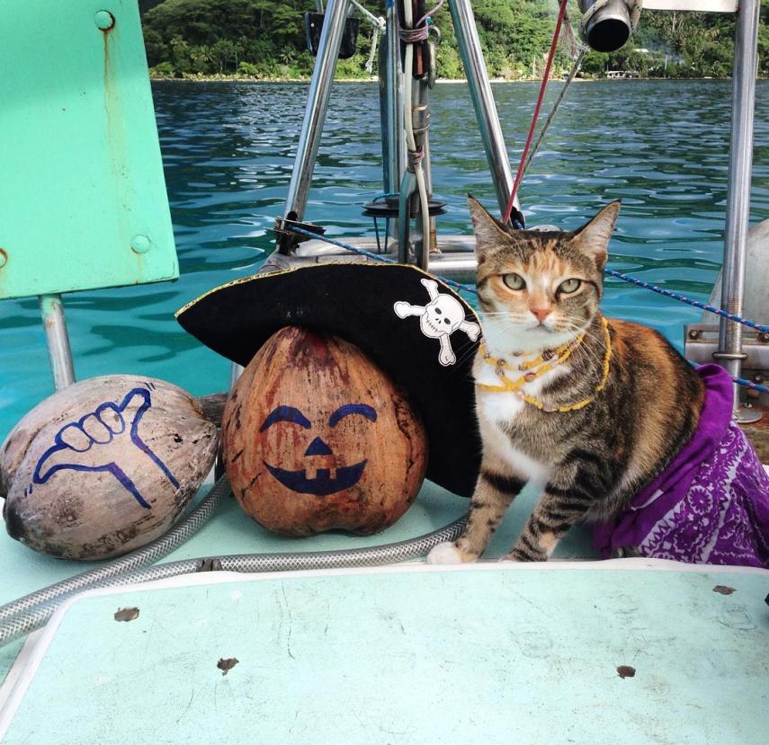 Liz Clarke viaja o mundo em seu barco com a companhia da gatinha Amelia. Fofura demais!