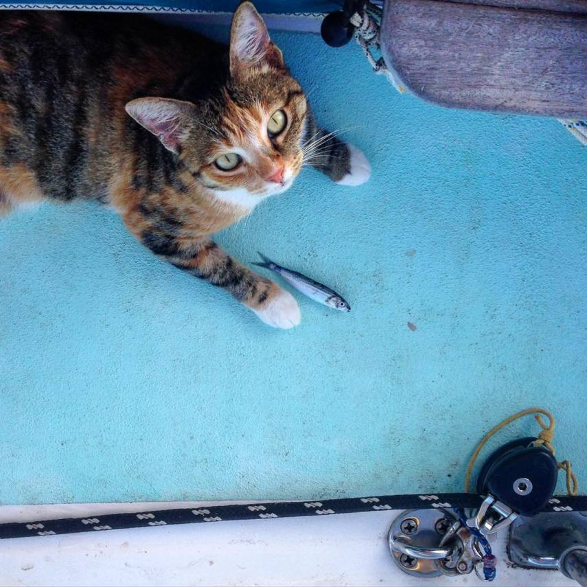 Liz Clarke viaja o mundo em seu barco com a companhia da gatinha Amelia. Fofura demais!