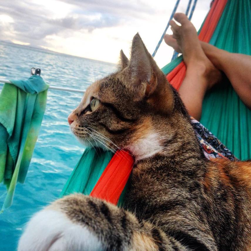 Liz Clarke viaja o mundo em seu barco com a companhia da gatinha Amelia. Fofura demais!