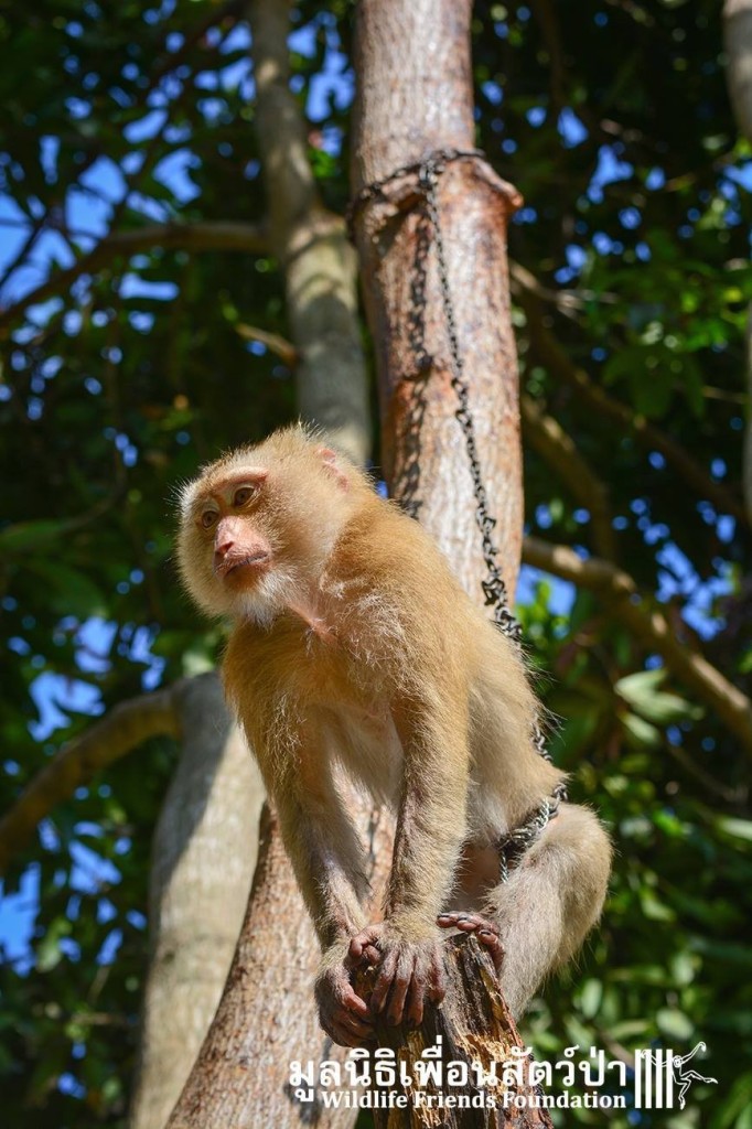 Após passar quatro anos acorrentada, a macaquinha Lamai foi resgatada e recebeu tratamento médico