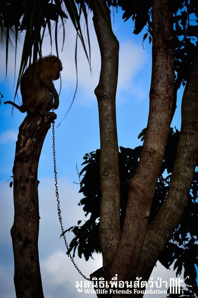 Após passar quatro anos acorrentada, a macaquinha Lamai foi resgatada e recebeu tratamento médico