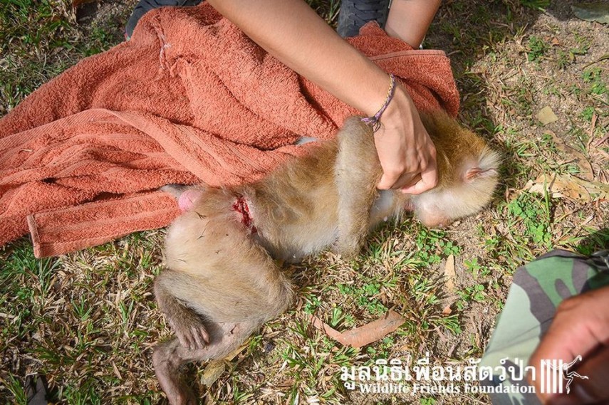 Após passar quatro anos acorrentada, a macaquinha Lamai foi resgatada e recebeu tratamento médico
