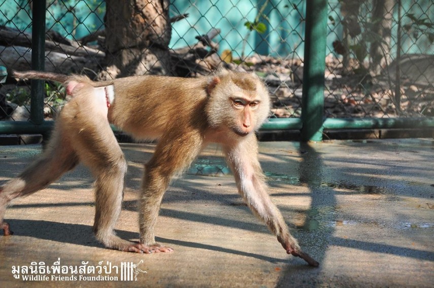 Após passar quatro anos acorrentada, a macaquinha Lamai foi resgatada e recebeu tratamento médico