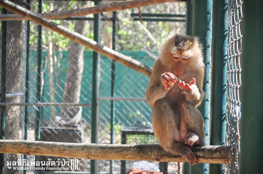 Após passar quatro anos acorrentada, a macaquinha Lamai foi resgatada e recebeu tratamento médico