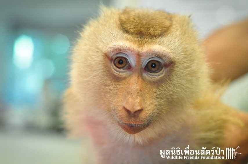 Após passar quatro anos acorrentada, a macaquinha Lamai foi resgatada e recebeu tratamento médico