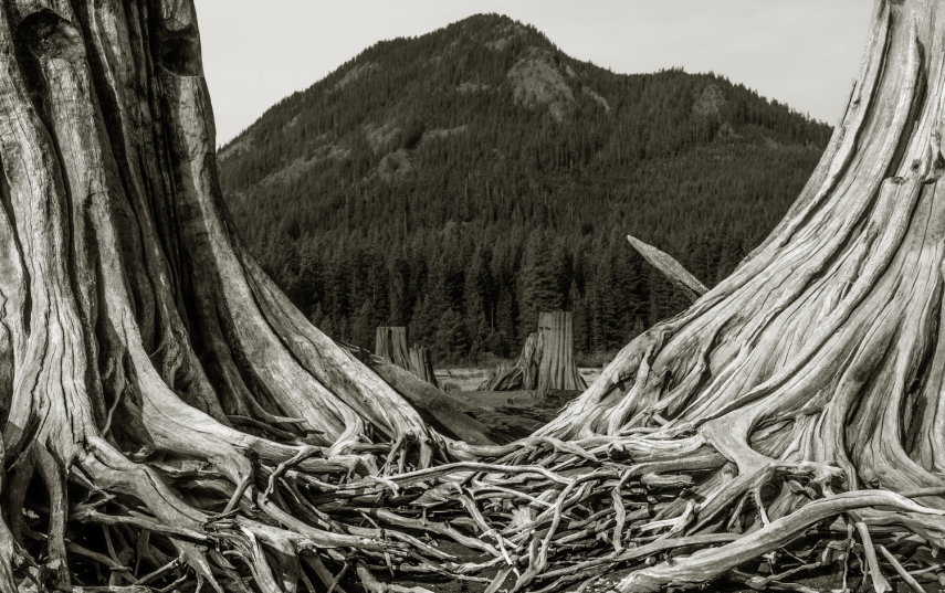 A ideia da série Clearcut surgiu em Seattle, nos Estados Unidos, quando Joe Freeman dirigia. 