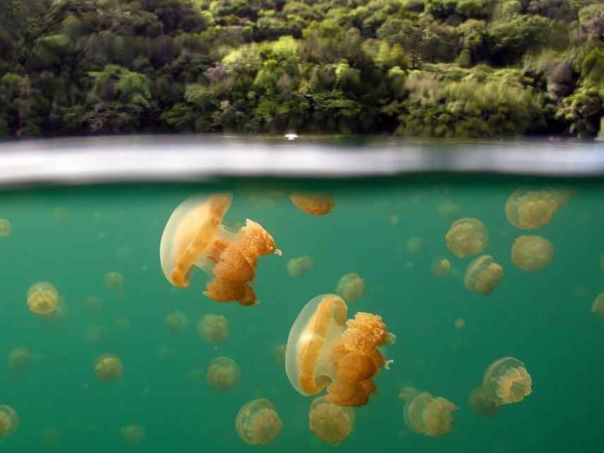 Com a popularização das câmeras de ação e equipamentos à prova d'água, as fotos semi-submersas se tornaram um fenômeno nas redes sociais, tanto entre profissionais quanto entre amadores. Se antigamente eram necessárias caixas estanque caríssimas para entrar com seu equipamento na água, hoje tudo isso é possível com câmeras compactas. A GoPro chegou a lançar o Dome, um equipamento que cria amplia o espaço entre a câmera e a água, dando uma perspectiva linda entre o mundo submerso e a vida fora da água. O site scubadiving.com fez uma compilação de 32 fotos semi-submersas incríveis.
