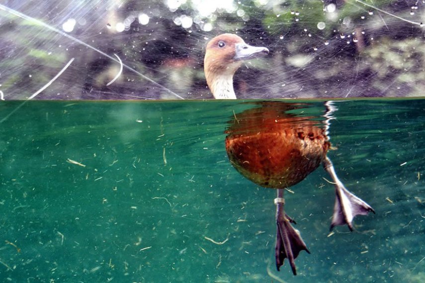 Com a popularização das câmeras de ação e equipamentos à prova d'água, as fotos semi-submersas se tornaram um fenômeno nas redes sociais, tanto entre profissionais quanto entre amadores. Se antigamente eram necessárias caixas estanque caríssimas para entrar com seu equipamento na água, hoje tudo isso é possível com câmeras compactas. A GoPro chegou a lançar o Dome, um equipamento que cria amplia o espaço entre a câmera e a água, dando uma perspectiva linda entre o mundo submerso e a vida fora da água. O site scubadiving.com fez uma compilação de 32 fotos semi-submersas incríveis.