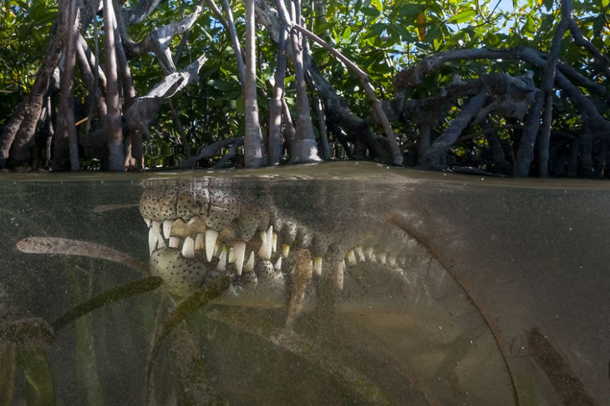 Com a popularização das câmeras de ação e equipamentos à prova d'água, as fotos semi-submersas se tornaram um fenômeno nas redes sociais, tanto entre profissionais quanto entre amadores. Se antigamente eram necessárias caixas estanque caríssimas para entrar com seu equipamento na água, hoje tudo isso é possível com câmeras compactas. A GoPro chegou a lançar o Dome, um equipamento que cria amplia o espaço entre a câmera e a água, dando uma perspectiva linda entre o mundo submerso e a vida fora da água. O site scubadiving.com fez uma compilação de 32 fotos semi-submersas incríveis.
