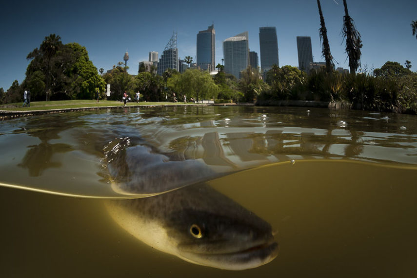 Com a popularização das câmeras de ação e equipamentos à prova d'água, as fotos semi-submersas se tornaram um fenômeno nas redes sociais, tanto entre profissionais quanto entre amadores. Se antigamente eram necessárias caixas estanque caríssimas para entrar com seu equipamento na água, hoje tudo isso é possível com câmeras compactas. A GoPro chegou a lançar o Dome, um equipamento que cria amplia o espaço entre a câmera e a água, dando uma perspectiva linda entre o mundo submerso e a vida fora da água. O site scubadiving.com fez uma compilação de 32 fotos semi-submersas incríveis.