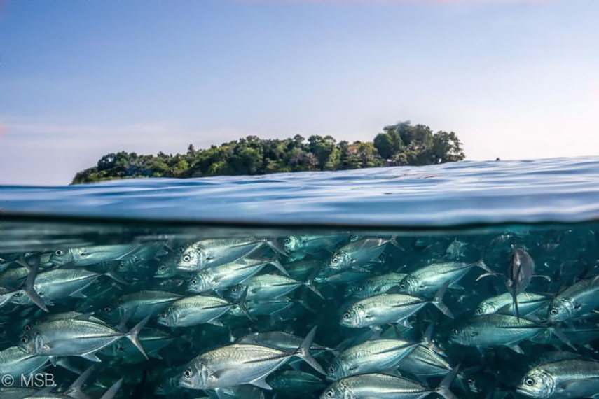 Com a popularização das câmeras de ação e equipamentos à prova d'água, as fotos semi-submersas se tornaram um fenômeno nas redes sociais, tanto entre profissionais quanto entre amadores.  Se antigamente eram necessárias caixas estanque caríssimas para entrar com seu equipamento na água, hoje tudo isso é possível com câmeras compactas. A GoPro chegou a lançar o Dome, um equipamento que cria amplia o espaço entre a câmera e a água, dando uma perspectiva linda entre o mundo submerso e a vida fora da água.  O site scubadiving.com fez uma compilação de 32 fotos semi-submersas incríveis.