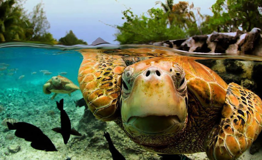 Com a popularização das câmeras de ação e equipamentos à prova d'água, as fotos semi-submersas se tornaram um fenômeno nas redes sociais, tanto entre profissionais quanto entre amadores. Se antigamente eram necessárias caixas estanque caríssimas para entrar com seu equipamento na água, hoje tudo isso é possível com câmeras compactas. A GoPro chegou a lançar o Dome, um equipamento que cria amplia o espaço entre a câmera e a água, dando uma perspectiva linda entre o mundo submerso e a vida fora da água. O site scubadiving.com fez uma compilação de 32 fotos semi-submersas incríveis.