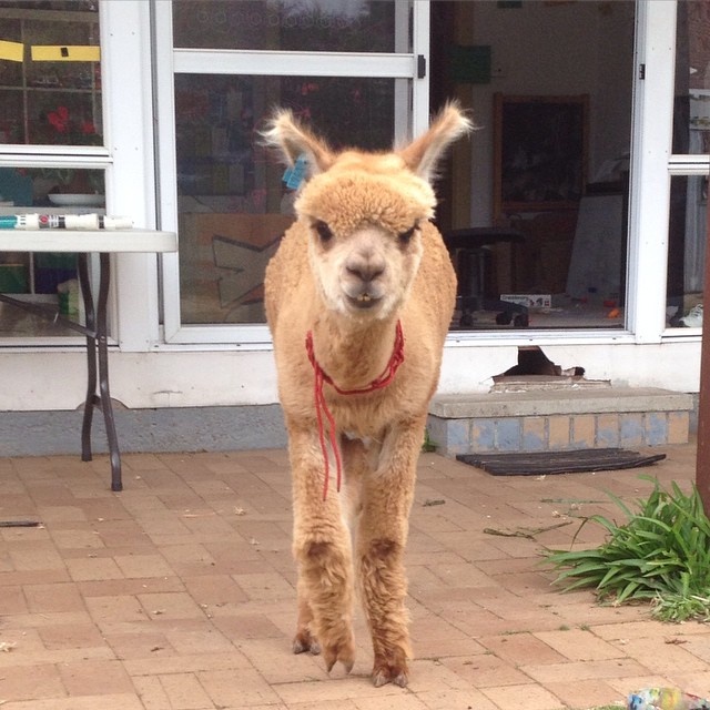 Chewy é o animal de estimação do australiano Matt, de 13 anos. A alpaca divide o espaço com a família e um coelho