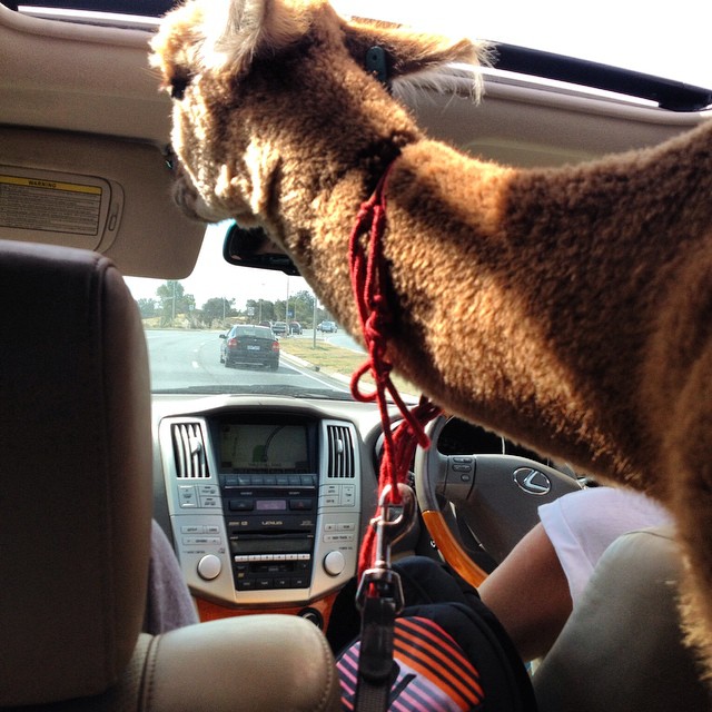 Chewy é o animal de estimação do australiano Matt, de 13 anos. A alpaca divide o espaço com a família e um coelho