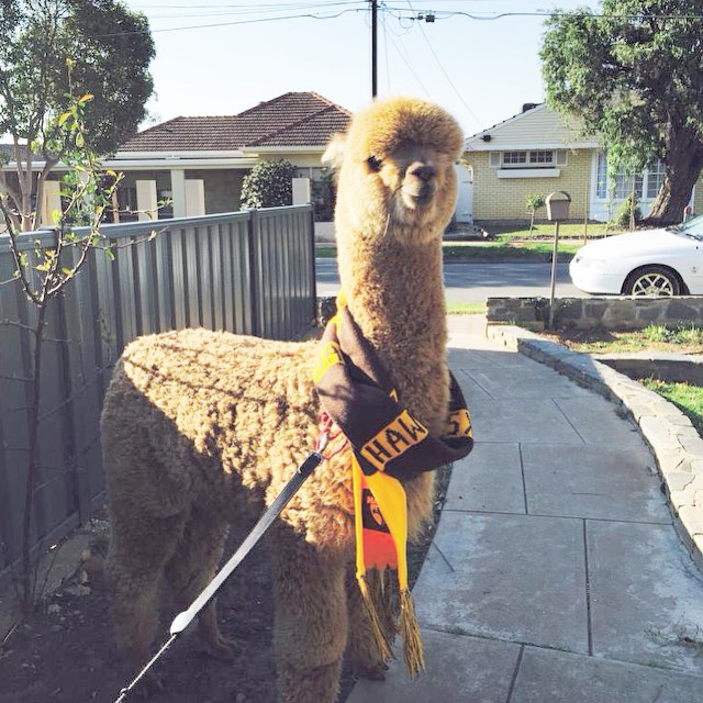 Chewy é o animal de estimação do australiano Matt, de 13 anos. A alpaca divide o espaço com a família e um coelho