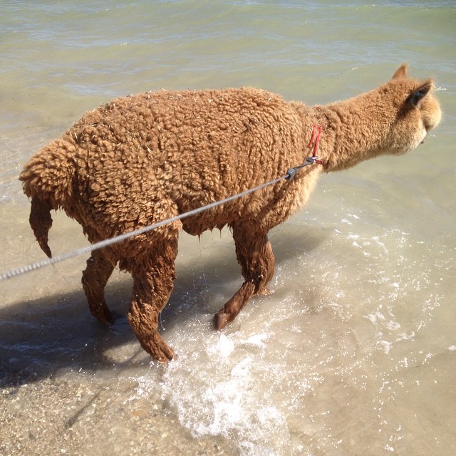 Chewy é o animal de estimação do australiano Matt, de 13 anos. A alpaca divide o espaço com a família e um coelho