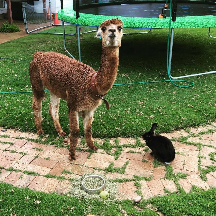 Chewy é o animal de estimação do australiano Matt, de 13 anos. A alpaca divide o espaço com a família e um coelho