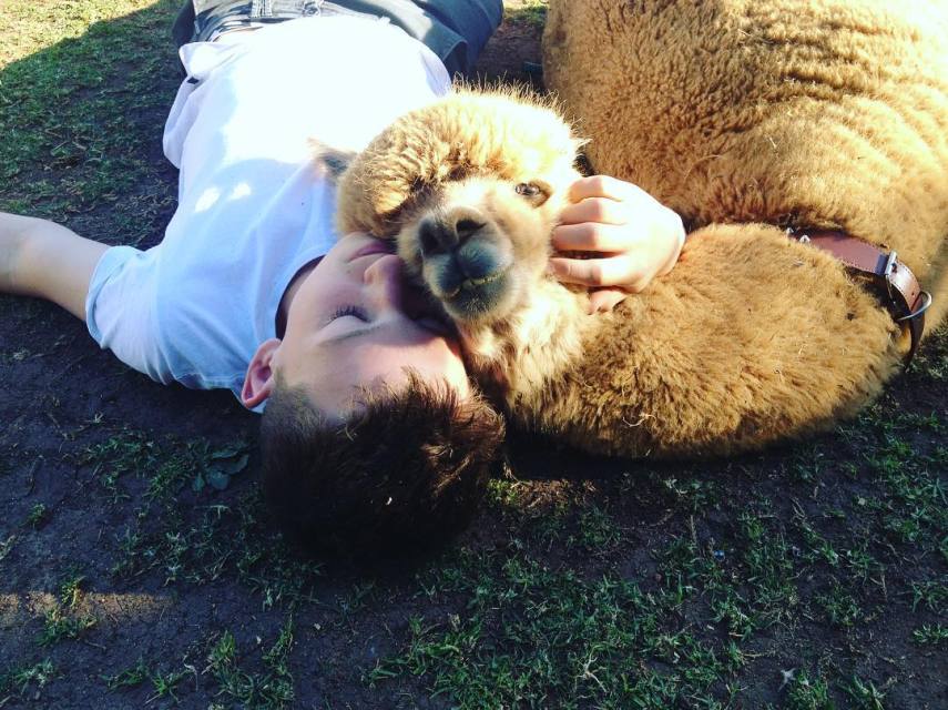 Chewy é o animal de estimação do australiano Matt, de 13 anos. A alpaca divide o espaço com a família e um coelho