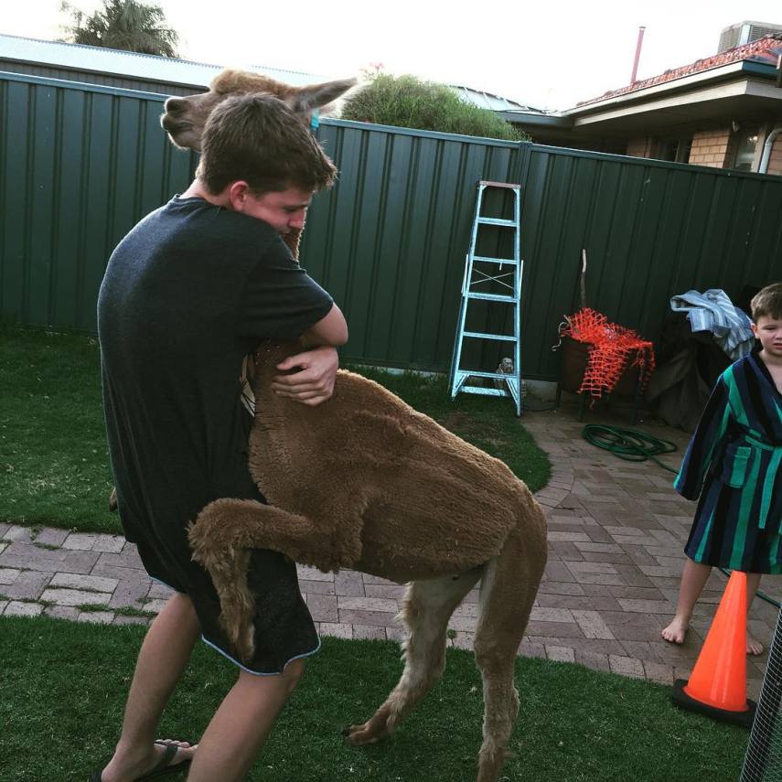 Chewy é o animal de estimação do australiano Matt, de 13 anos. A alpaca divide o espaço com a família e um coelho